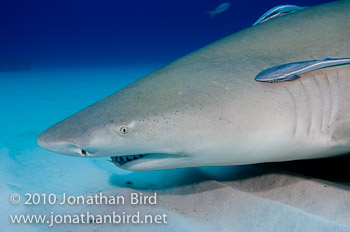 Lemon Shark [Negaprion brevirostris]