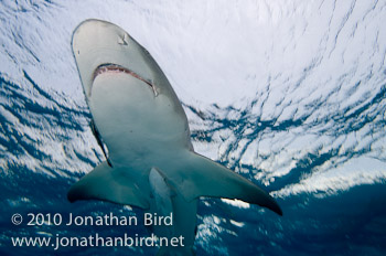 Lemon Shark [Negaprion brevirostris]