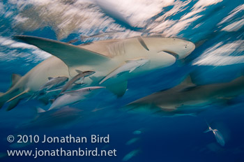 Lemon Shark [Negaprion brevirostris]