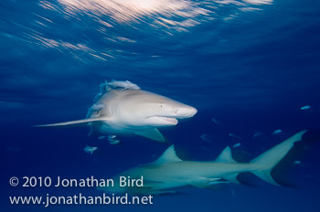 Lemon Shark [Negaprion brevirostris]