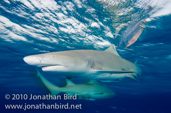 Lemon Shark [Negaprion brevirostris]