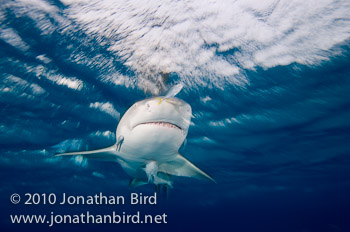 Lemon Shark [Negaprion brevirostris]