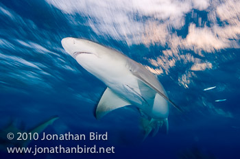 Lemon Shark [Negaprion brevirostris]