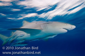 Lemon Shark [Negaprion brevirostris]