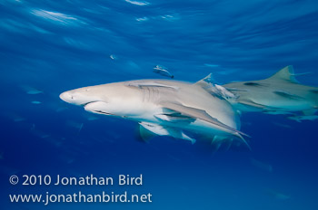 Lemon Shark [Negaprion brevirostris]