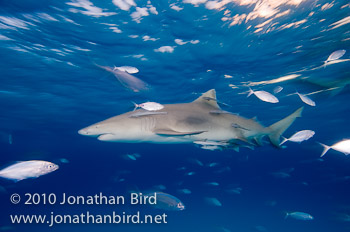 Lemon Shark [Negaprion brevirostris]