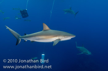 Caribbean Reef Shark [Carcharhinus perezi]