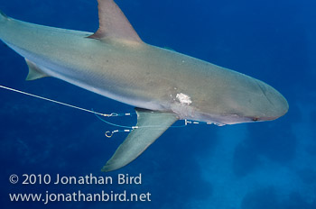 Caribbean Reef Shark [Carcharhinus perezi]