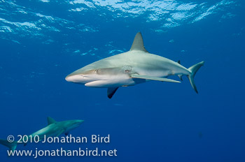 Caribbean Reef Shark [Carcharhinus perezi]