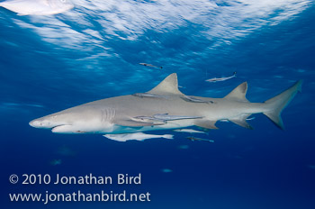 Lemon Shark [Negaprion brevirostris]