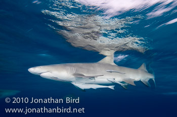 Lemon Shark [Negaprion brevirostris]