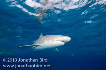 Lemon Shark [Negaprion brevirostris]