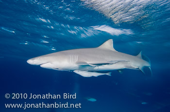 Lemon Shark [Negaprion brevirostris]