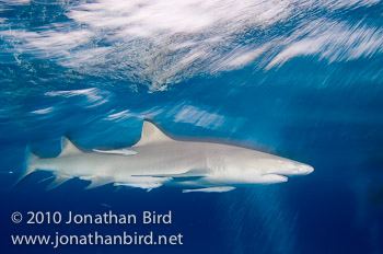 Lemon Shark [Negaprion brevirostris]