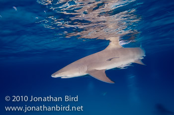 Lemon Shark [Negaprion brevirostris]