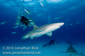 Lemon Shark [Negaprion brevirostris]