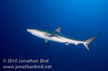 Caribbean Reef Shark [Carcharhinus perezi]