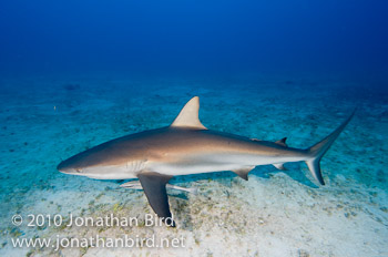 Caribbean Reef Shark [Carcharhinus perezi]