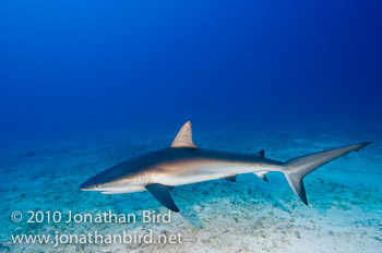 Caribbean Reef Shark [Carcharhinus perezi]