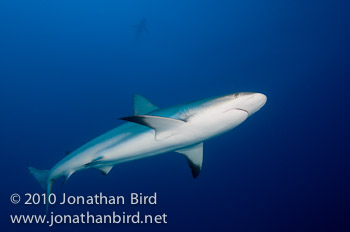 Caribbean Reef Shark [Carcharhinus perezi]