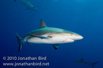 Caribbean Reef Shark [Carcharhinus perezi]