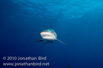 Caribbean Reef Shark [Carcharhinus perezi]