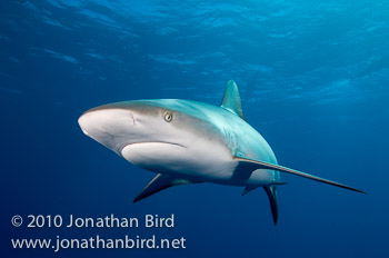 Caribbean Reef Shark [Carcharhinus perezi]