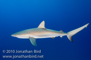 Caribbean Reef Shark [Carcharhinus perezi]