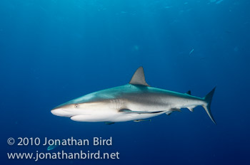 Caribbean Reef Shark [Carcharhinus perezi]