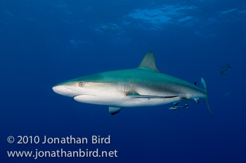 Caribbean Reef Shark [Carcharhinus perezi]