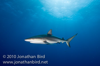 Caribbean Reef Shark [Carcharhinus perezi]