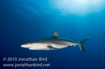 Caribbean Reef Shark [Carcharhinus perezi]