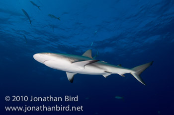 Caribbean Reef Shark [Carcharhinus perezi]