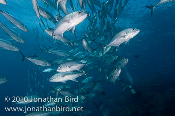 Bigeye Trevally Jack [Caranx sexfasciatus]