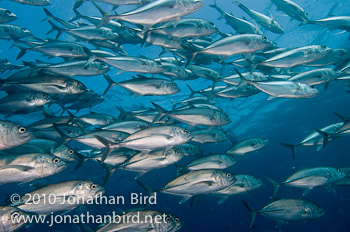 Bigeye Trevally Jack [Caranx sexfasciatus]