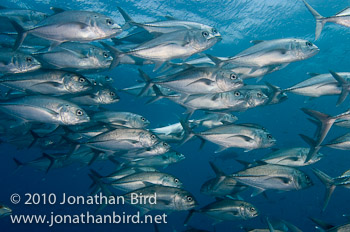 Bigeye Trevally Jack [Caranx sexfasciatus]