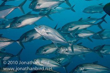 Bigeye Trevally Jack [Caranx sexfasciatus]