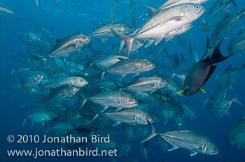 Bigeye Trevally Jack [Caranx sexfasciatus]