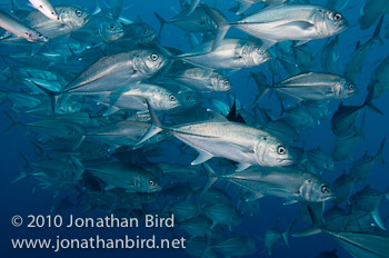 Bigeye Trevally Jack [Caranx sexfasciatus]