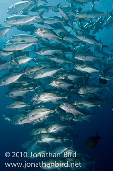 Bigeye Trevally Jack [Caranx sexfasciatus]