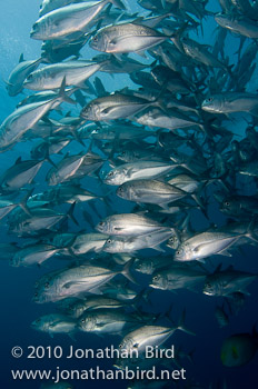 Bigeye Trevally Jack [Caranx sexfasciatus]