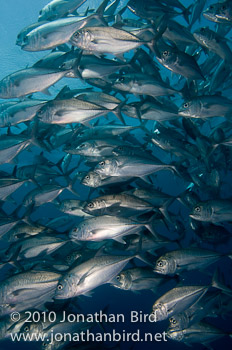 Bigeye Trevally Jack [Caranx sexfasciatus]