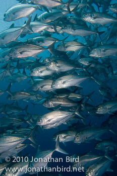 Bigeye Trevally Jack [Caranx sexfasciatus]