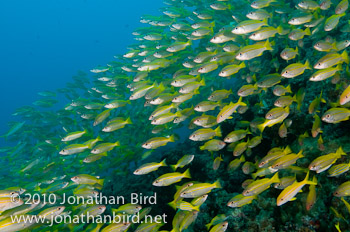 Bigeye Snapper [Lutjanus lutjanus]