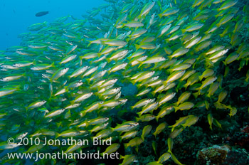 Bigeye Snapper [Lutjanus lutjanus]