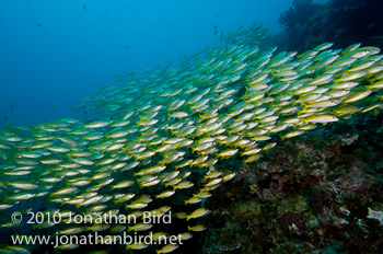 Bigeye Snapper [Lutjanus lutjanus]