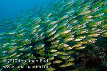 Bigeye Snapper [Lutjanus lutjanus]