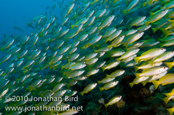 Bigeye Snapper [Lutjanus lutjanus]