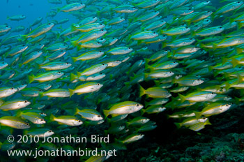 Bigeye Snapper [Lutjanus lutjanus]