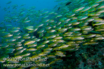 Bigeye Snapper [Lutjanus lutjanus]